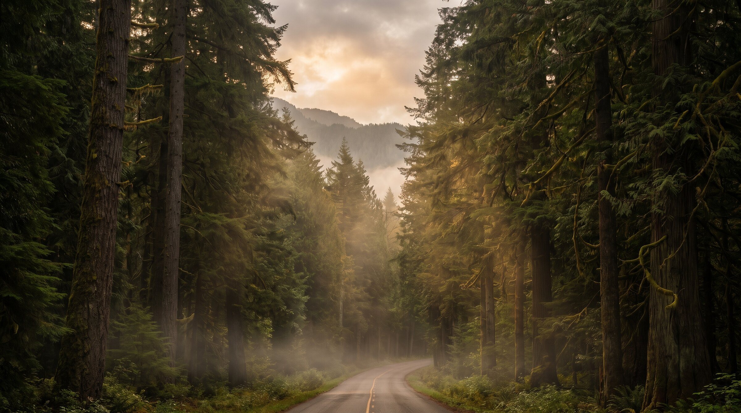 Tall cedars and firs in morning mist, a road winding into the forest